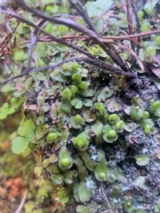 Asterella marginata