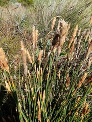 Elegia fistulosa