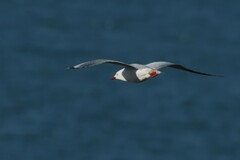 Chroicocephalus novaehollandiae