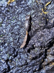 Agrypnus bipapulatus