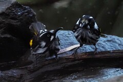 Phylidonyris novaehollandiae