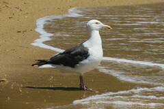Larus schistisagus