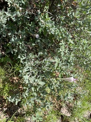 Ipomoea lindheimeri