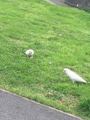 Cacatua tenuirostris