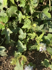 Passiflora foetida