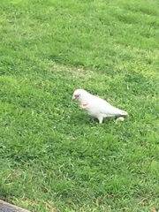 Cacatua tenuirostris