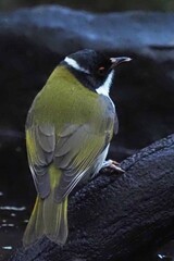 Melithreptus lunatus