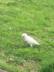 Cacatua tenuirostris