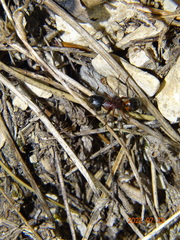 Camponotus ligniperda