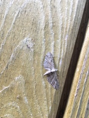 Eupithecia pusillata