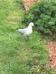 Chroicocephalus novaehollandiae