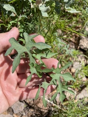 Ipomoea lindheimeri