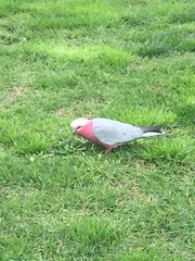 Eolophus roseicapilla