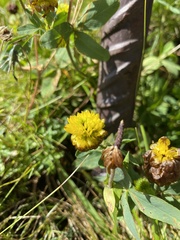 Trifolium badium