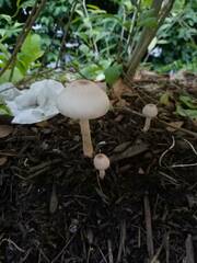 Leucoagaricus meleagris