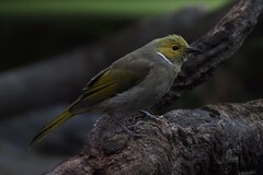 Ptilotula penicillata