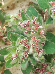 Euphorbia velleriflora