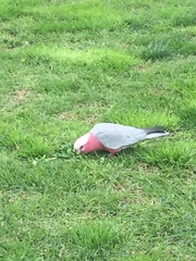 Eolophus roseicapilla