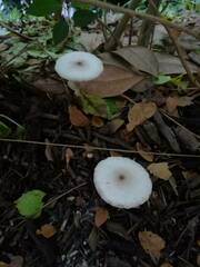Leucoagaricus meleagris