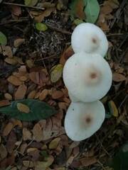 Leucoagaricus meleagris