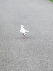 Chroicocephalus novaehollandiae