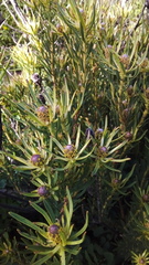 Leucadendron lanigerum lanigerum