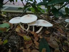 Leucoagaricus meleagris
