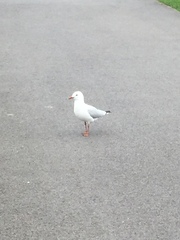 Chroicocephalus novaehollandiae