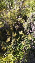 Leucadendron lanigerum lanigerum