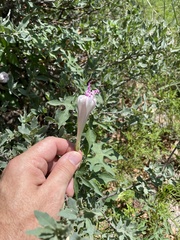 Ipomoea lindheimeri