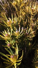 Leucadendron lanigerum lanigerum