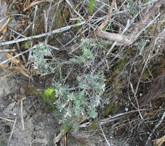Indigofera brachystachya