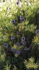Leucadendron lanigerum lanigerum