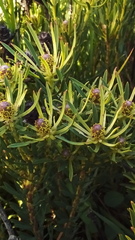 Leucadendron lanigerum lanigerum