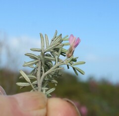 Indigofera brachystachya