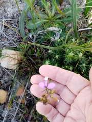 Polygala garcinii