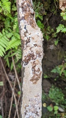 Basidiomycota