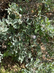 Ipomoea lindheimeri