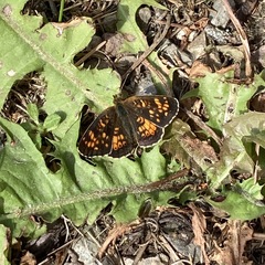 Phyciodes pulchella