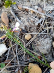 Polygala garcinii