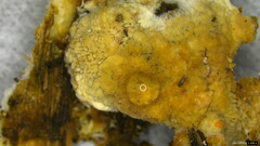 Basidiomycota