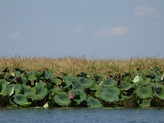 Nelumbo nucifera