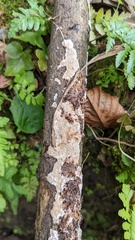 Basidiomycota