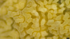Basidiomycota