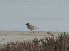 Charadrius pecuarius