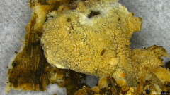 Basidiomycota