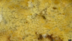 Basidiomycota