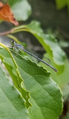 Ischnura