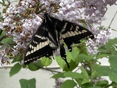 Papilio eurymedon