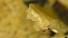 Basidiomycota